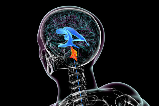 The fourth brain ventricle, 3D illustration.
