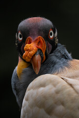 King Vulture - Sarcoramphus papa, portrait of beatiful large vulture from Central America forests, Costa Rica.