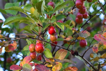 赤い実をつけたイヌリンゴ（犬林檎)