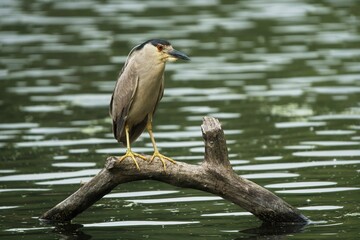 Night heron perched on a log in a lake