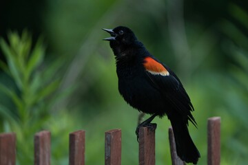 Blackbird perched on a fence