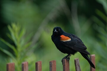 Blackbird perched on a fence
