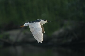 Closeup of a Night heron in flight