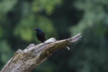 Closeup of a Grackle on a branch