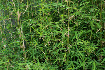 bamboo growing wild piled on top of each other, still just growing.