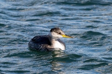 Close-up of a Cormorant swimming in a lake