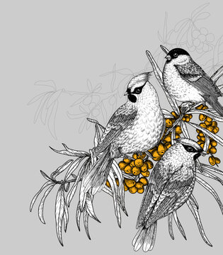 recommend clip art: Vector illustration of 2 waxwings and bullfinch on a sea buckthorn branch in engraving style