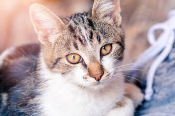 Adorable grey cat portrait. 
