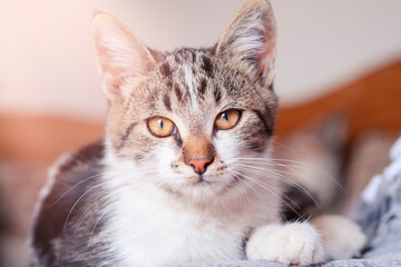 Cat portrait. Striped gray cat laying on the sofa. Toned photo