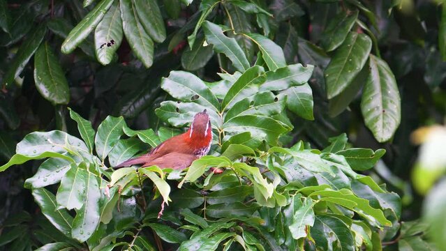 Taiwan scimitar babbler