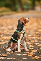 Cute cocker spaniel dog is sitting on the ground in the park with fallen leaves