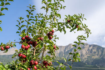 Fototapeta na wymiar Apfelbaum im Südtirol - Italien - Apfel