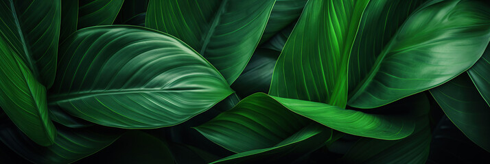 abstract green leaf texture, tropical leaf foliage nature dark green background.