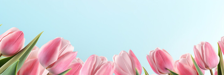 Beautiful tulips on pastel color background. Banner design with space for text.