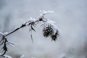 Distel gefroren