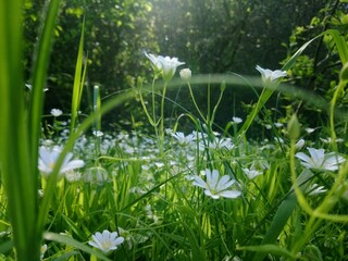 grass with water drops