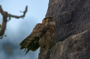 Brown Fish Owl in Yala National Park from Sri Lanka