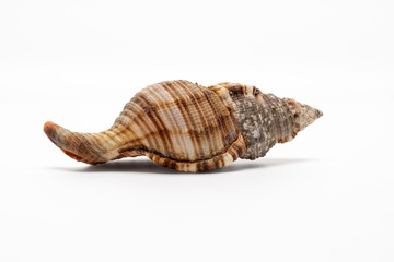 seashell on a white background