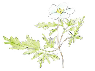 イチリンソウの水彩イラスト