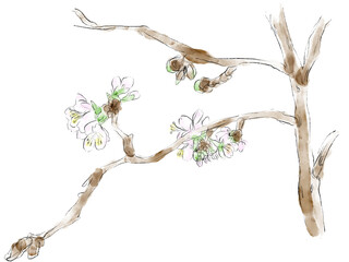 桜の水彩イラスト