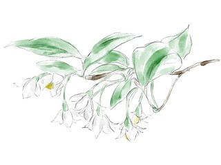 エゴノキの水彩イラスト