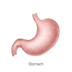 This is a gross anatomy of the stomach. The stomach belongs to the digestive system and is the organ that digests food. Common stomach problems are chronic gastritis and gastric ulcers. - obrazy, fototapety, plakaty
