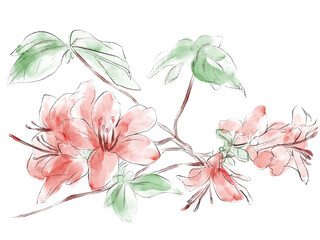 つつじの水彩イラスト