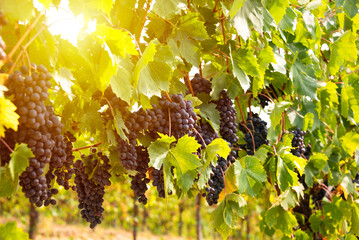 Ripe grapes growing on vine in vineyard
