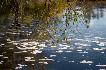 reflection of trees in water