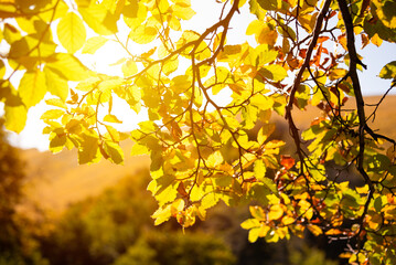 Tree branch with yellow leaves in autumn