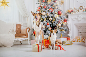 Happy New Year, Christmas holidays and celebration, Dog (pet) in the room near the Christmas tree
