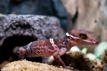 ハイナントカゲモドキ