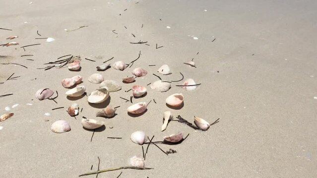 Seashells at white sandy beach with turquoise sea
