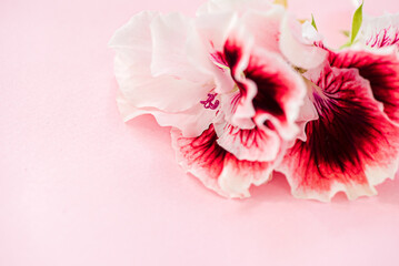 pink flowers on the pink background