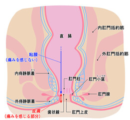 健康な肛門周りのシンプルなイラスト
