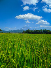 Green rice farm landscape against blue sky and mountains