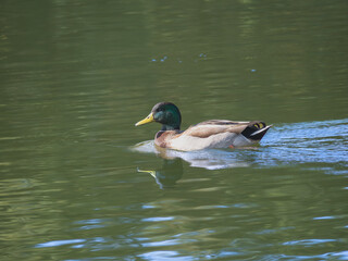 Obraz premium マガモ