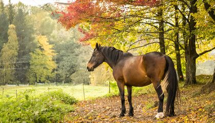 Horse at red nature . Animal in autumn