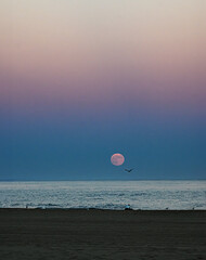 The full Harvest Moon is rising over the Atlantic Ocean as a photographer lies on the beach taking...