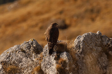 falcon resting on its rock