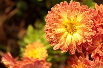 Bright orange orchid flowers covered with early dew