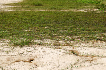 Grass and creepers on the ground.