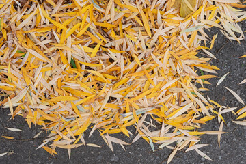 fallen weeping willow leaves on the ground