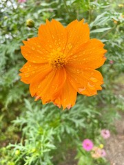 sulfur cosmos flower wet from light rain. high quality photo