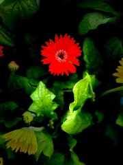 red flower with green leaves bloom in the dark