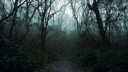 A path through a mysterious forest on a spooky winters day. With fog creating silhouetted branches....