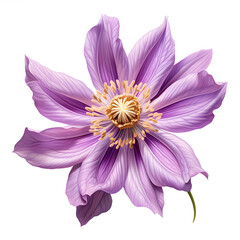 purple flower on white, A botanical illustration of flower, petals, stamen and pistil on white background.