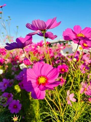 cosmos flowers bloom in early autumn in rice filed japan