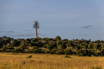 Fototapeta premium Camouflaged cell tower in Masai Mara National Reserve, Kenya