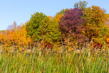 Fall Colors in the woods 